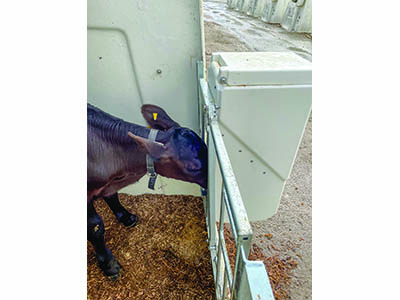 Universal Grain Feeder - Image 3