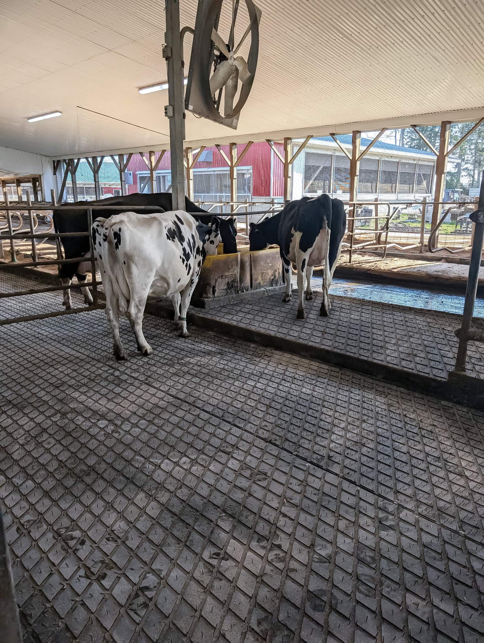 Agri-Diamond Rolled Rubber Flooring - Image 8